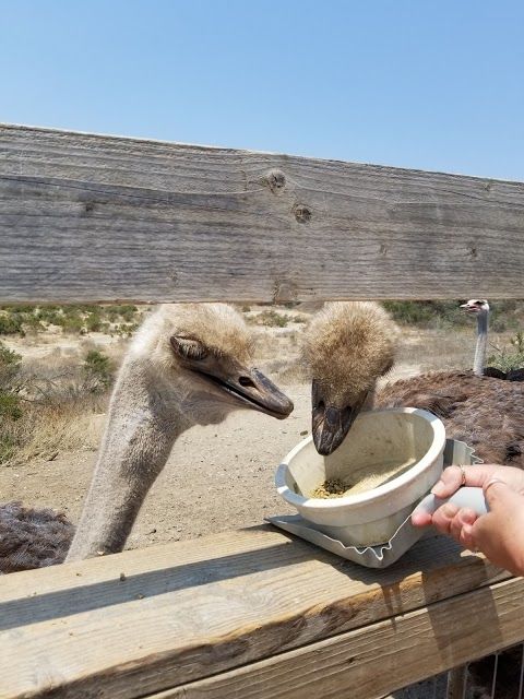 Ostrichland USA